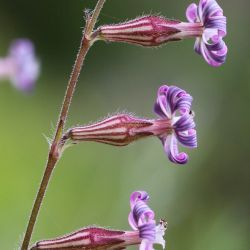 Silene nicaeensis
