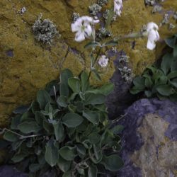 Silene patula subsp. amurensis