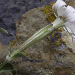 Silene patula subsp. amurensis