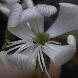 Silene patula subsp. amurensis