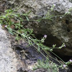 Silene secundiflora subsp. macrotheca