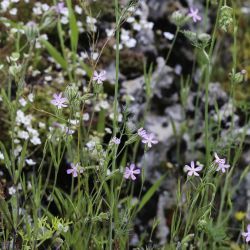 Silene secundiflora subsp. macrotheca