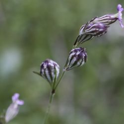 Silene secundiflora subsp. macrotheca
