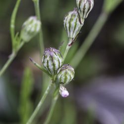 Silene secundiflora subsp. macrotheca