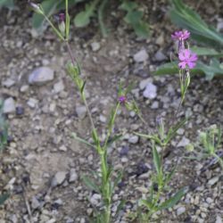 Silene stricta