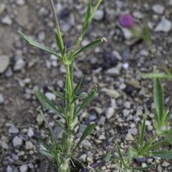 Silene stricta