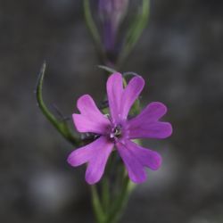 Silene stricta