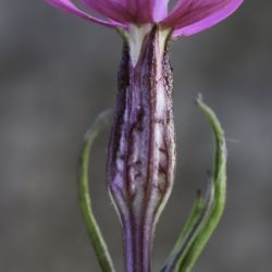 Silene stricta