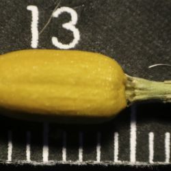 Silene stricta