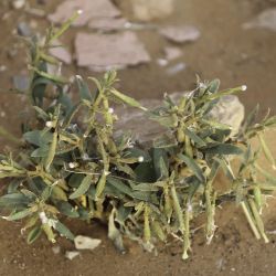 Silene villosa