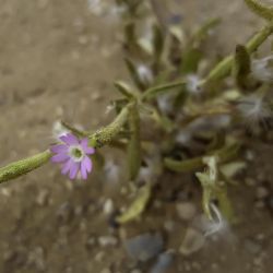 Silene villosa