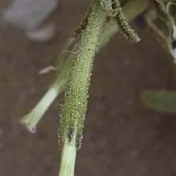 Silene villosa