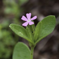 Silene virescens