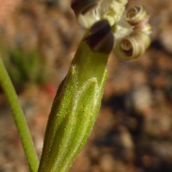 Caryophyllaceae
