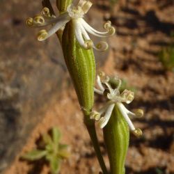 Silene vivianii