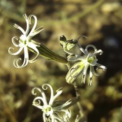 Silene vivianii