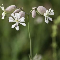 Silene vulgaris subsp. vulgaris