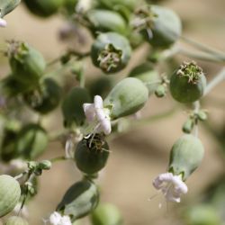 Silene vulgaris subsp. vulgaris