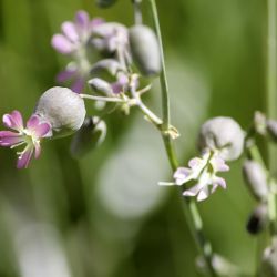 Silene vulgaris subsp. vulgaris
