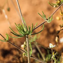 Spergula arvensis subsp. arvensis