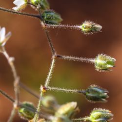 Spergula arvensis subsp. arvensis