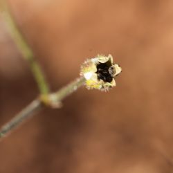Spergula arvensis subsp. arvensis