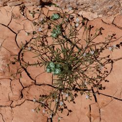 Spergula diandra