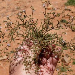 Spergula diandra