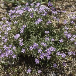 Spergularia fimbriata