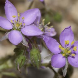 Spergularia fimbriata