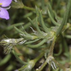 Spergularia fimbriata