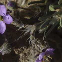 Spergularia fimbriata