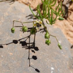 Spergularia flaccida