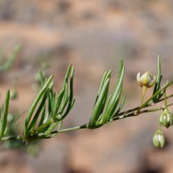 Spergularia flaccida