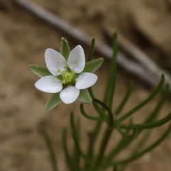 Spergularia flaccida