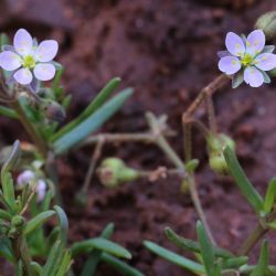 Spergularia media