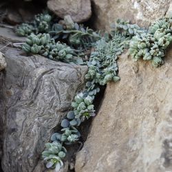 Telephium sphaerospermum