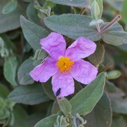 Cistus albidus