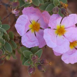 Cistus albidus