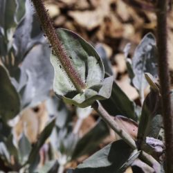 Cistus atriplicifolius var. macrocalycinus