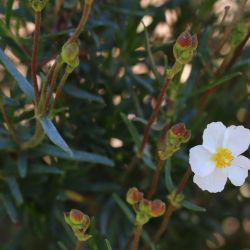 Cistus clusii