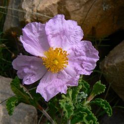 Cistus creticus