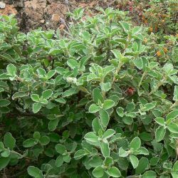 Cistus creticus