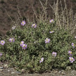 Cistus creticus