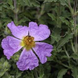 Cistus creticus