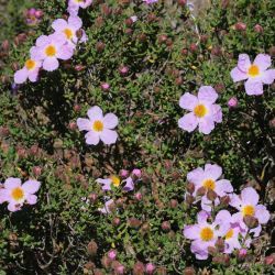 Cistus heterophyllus
