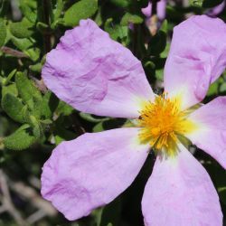 Cistus heterophyllus