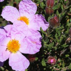 Cistus heterophyllus