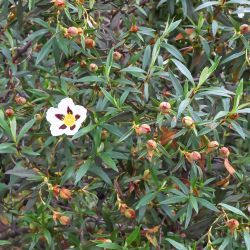 Cistus ladanifer subsp. mauritianus