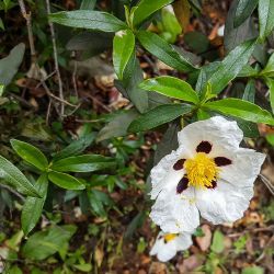 Cistus ladanifer subsp. mauritianus